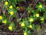 Winter aconite